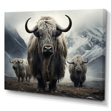 Monochrome Yaks Grazing Scene - Yaks Canvas Wall Art