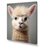 White Majestic Alpaca portrait - Alpaca Wall Art Prints