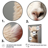 White Majestic Alpaca portrait - Alpaca Wall Art Prints