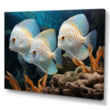 White and blue butterfly fish Wonderland - White Butterfly Fish Wall Art