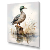 Minimalist Mallard Duck at the pond II - Animals Canvas Wall Art