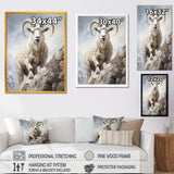 Cliff Climber Chamois goat - Goat Framed Canvas Art