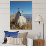 White Solitary Grazing Goat - Goat Wall Art Prints