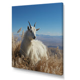 White Solitary Grazing Goat - Goat Wall Art Prints