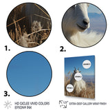White Solitary Grazing Goat - Goat Wall Art Prints