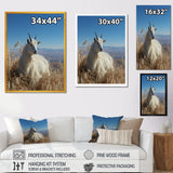 White Solitary Grazing Goat - Goat Wall Art Prints