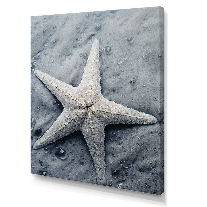 Grey minimalist Starfish Coastal gem - Starfish Wall Decor