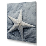 Grey minimalist Starfish Coastal gem - Starfish Wall Decor