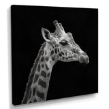 Giraffe profile on black - Gray Giraffe Wall Art