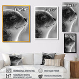 Monochrome Black Seal Accented With Grey - Seal Wall Decor