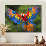 Vibrant Macaw Flying Photo - Bird Large Canvas Wall Art