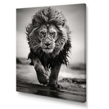 Black And White Lion Running In Africa - Animals Canvas Wall Art