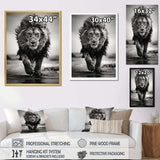 Black And White Lion Running In Africa - Animals Canvas Wall Art