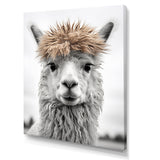 Curious Alpaca - Beige Alpaca Wall Art