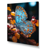 Turquoise Yellow Animal Butterfly - Butterfly Wall Art Prints
