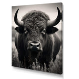 Bison Bison Grazing - Animals Canvas Wall Art