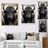 Bison Bison Grazing - Animals Canvas Wall Art