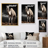 Camel Graceful Steps - Camel Framed Canvas Art