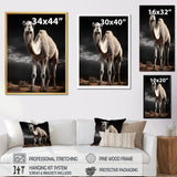 Camel Graceful Steps - Camel Framed Canvas Art