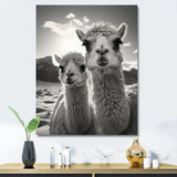 Camel Harmony In Monochrome - Camel Large Canvas Wall Art
