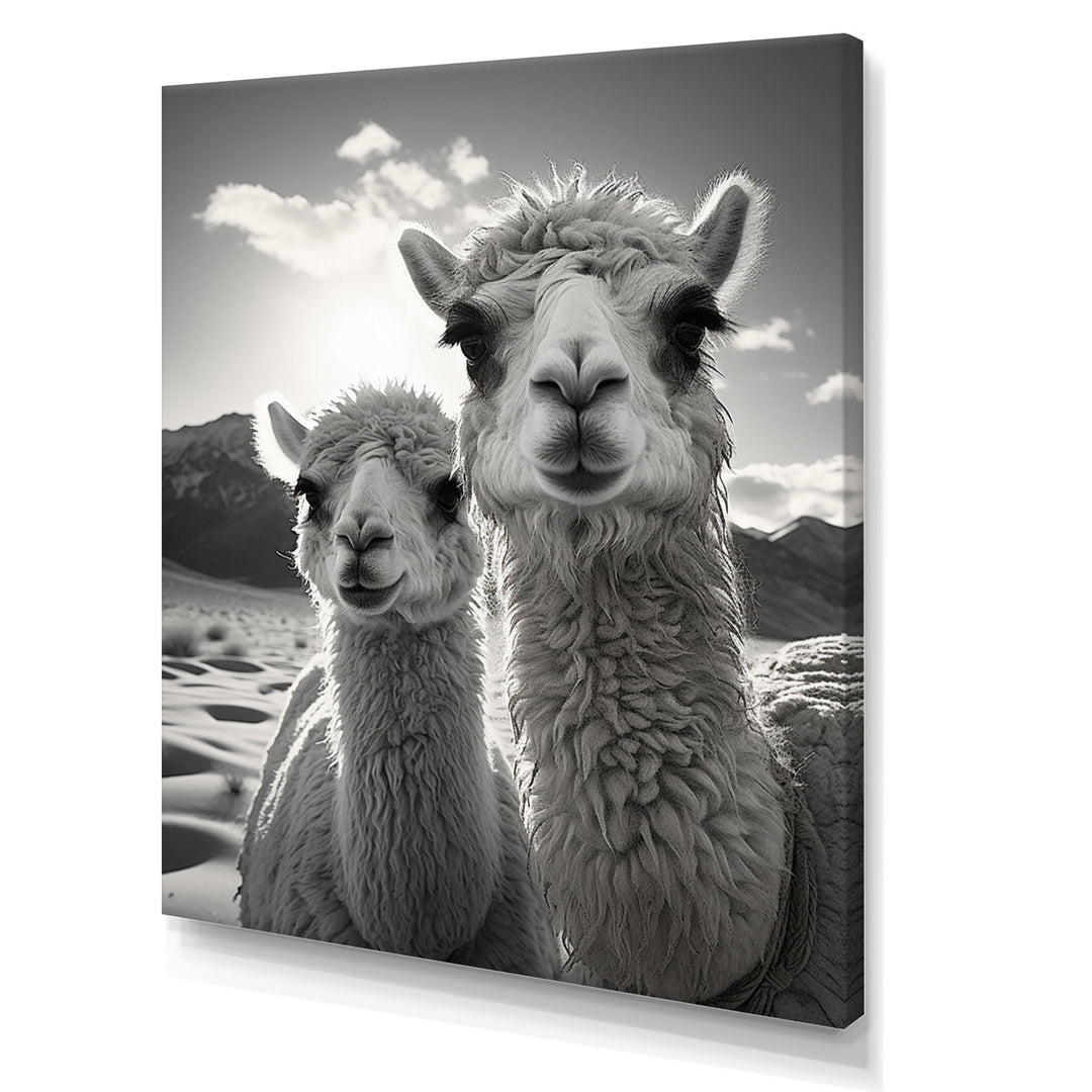 Camel Harmony In Monochrome - Camel Large Canvas Wall Art