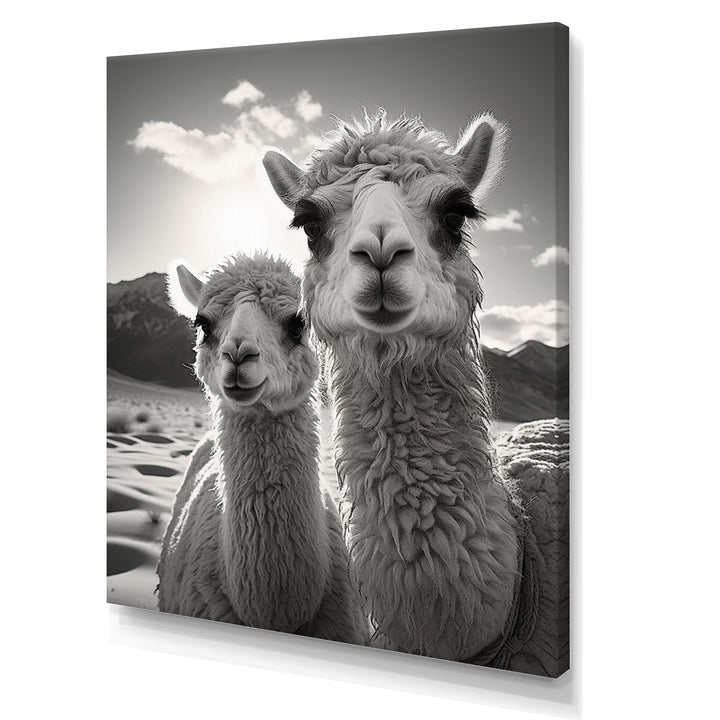 Camel Harmony In Monochrome - Camel Large Canvas Wall Art