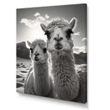 Camel Harmony In Monochrome - Camel Large Canvas Wall Art