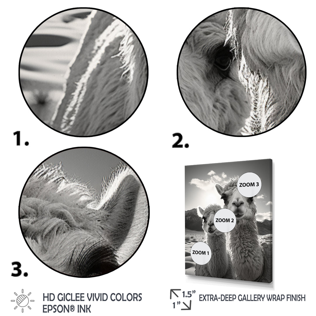 Camel Harmony In Monochrome - Camel Large Canvas Wall Art