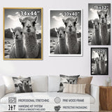 Camel Harmony In Monochrome - Camel Large Canvas Wall Art