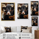Cattle Animal - Cattle Canvas Wall Art