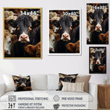 Cattle Animal - Cattle Canvas Wall Art