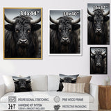Cattle Majestic Horns - Cattle Framed Canvas Art