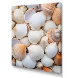 White Clam Nautical Treasures - Clam Wall Decor