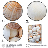 White Clam Nautical Treasures - Clam Wall Decor