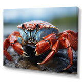 Crab Coastal Guardian - Crab Wall Art Prints