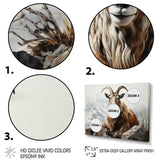 Goat Mountain Majesty - Goat Framed Canvas Art