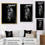 Black And White Horse Elegance - Animals Canvas Wall Art