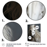 White Horse Subtle Whispers - Horse Canvas Wall Art