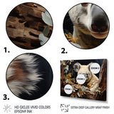 Koala Kudos - Koala Wall Decor