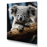 Koala Koalas Serenity - Koala Wall Art Prints