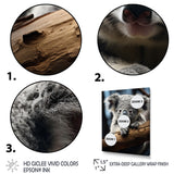 Koala Koalas Serenity - Koala Wall Art Prints