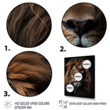 Lion Regal King Portrait - Brown Lion Wall Art