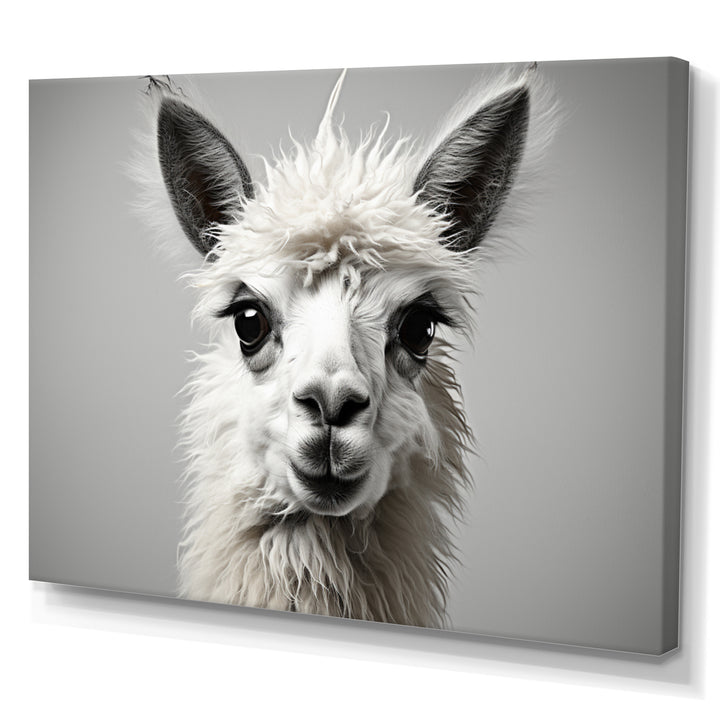 Grey Llama Gentle Llama - Llama Canvas Wall Art