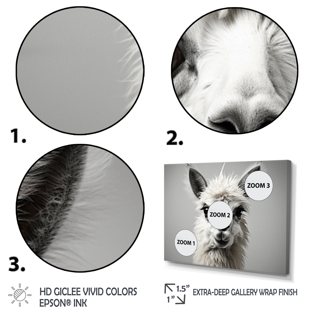 Grey Llama Gentle Llama - Llama Canvas Wall Art