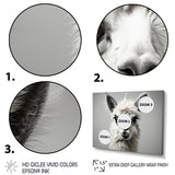 Grey Llama Gentle Llama - Llama Canvas Wall Art