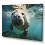 Turquoise Grey Manatee Portrait - Manatee Canvas Wall Art