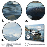 Black White Marine Animals Majestic Orcas - Marine Animals Living Room Wall Art