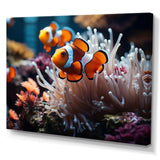 Orange Pink Clownfish Silent Underwater - Animals Canvas Wall Art