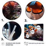 Orange Pink Clownfish Silent Underwater - Animals Canvas Wall Art