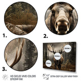 Brown Moose Majestic - Animals Canvas Wall Art